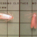 Webbing Clothes Moth Control - Plunkett's Pest Control