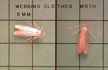http://pestcontrolsupplies.com//wp-content/uploads/2013/02/ClothesMoth.jpg