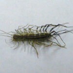 HouseCentipede2