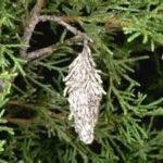 bagworm