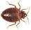 bed bug icon