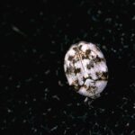 carpet Beetle