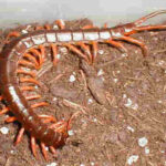 centipede control