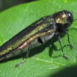 emeraldashborer