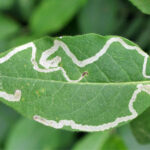 leafminer-control