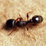 Pavement Ant. Photo from the University of Maryland.