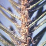 spider mite webbing