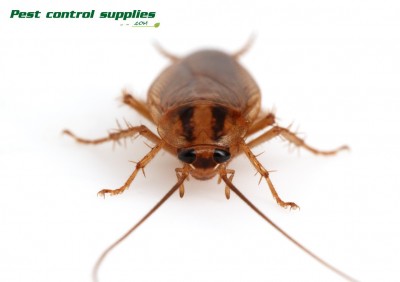 pestcontrolsupplies.com