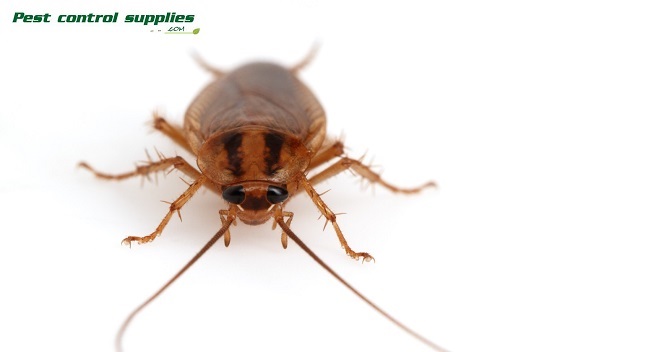 pestcontrolsupplies.com