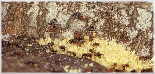 pestcontrolsupplies.com