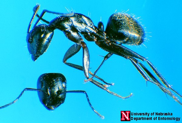 pestcontrolsupplies.com