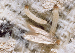 Clothes moth Control | pestcontrolsupplies.com