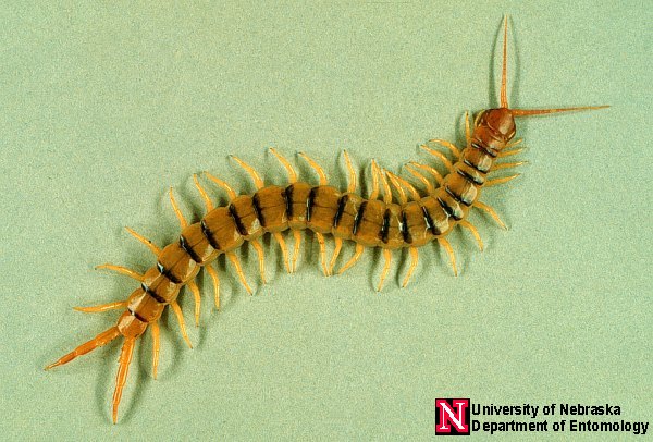 pestcontrolsupplies.com