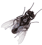 pestcontrolsupplies.com