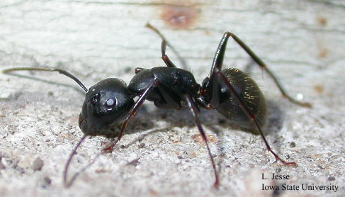 pestcontrolsupplies.com