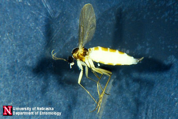 pestcontrolsupplies.com