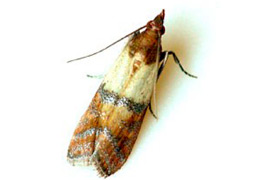 pestcontrolsupplies.com