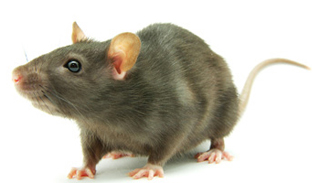 pestcontrolsupplies.com