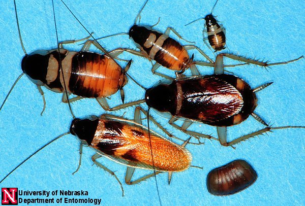 pestcontrolsupplies.com