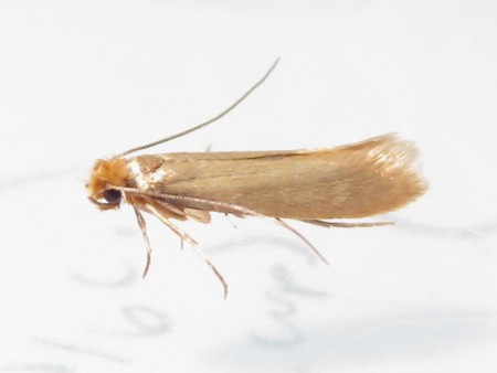Clothes Moths | pestcontrolsupplies.com