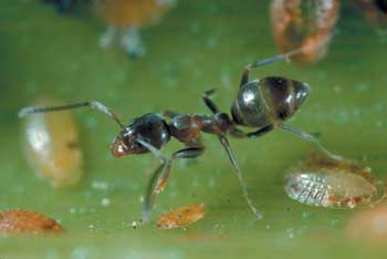 pestcontrolsupplies.com