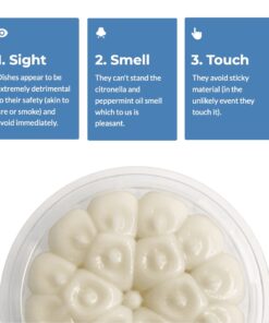 Infographic with three blue cards: 1. Sight, 2. Smell, 3. Touch; text describes sensory reactions; below is a clear container of round white mochi arranged in a circle.